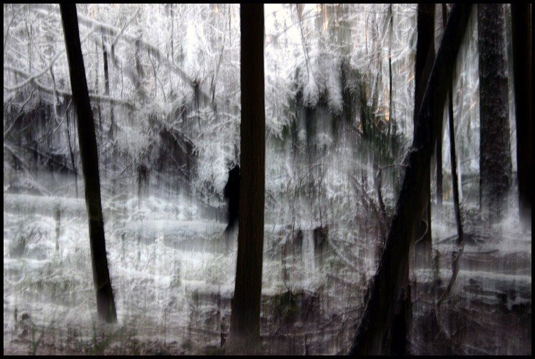 фото "Лесной призрак" метки: путешествия, абстракция, Северная Америка