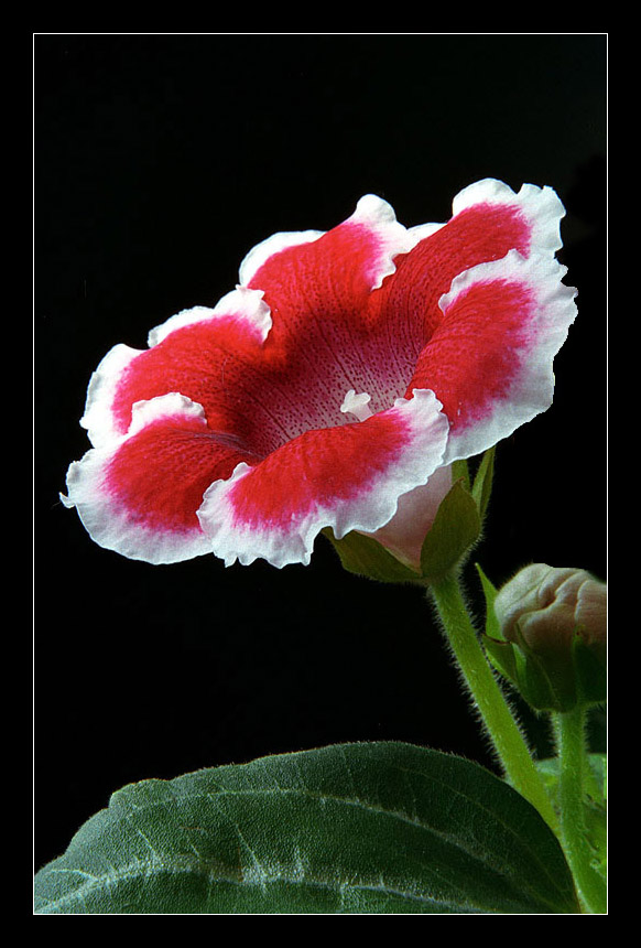 фото "Gloxinia in RED" метки: природа, макро и крупный план, цветы