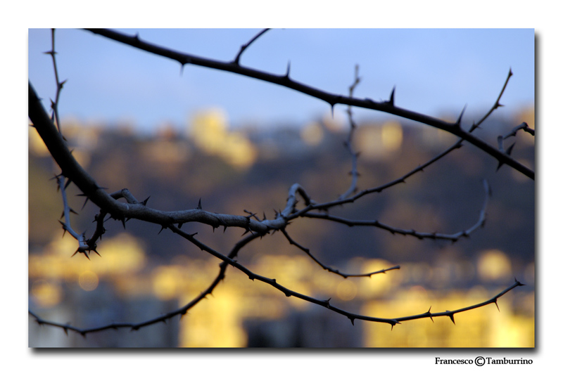 photo "Thorns" tags: nature, misc., flowers