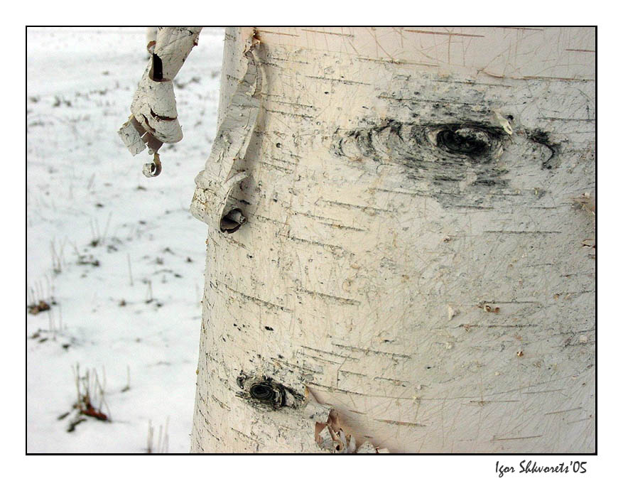 photo "Winter Face" tags: portrait, nature, 