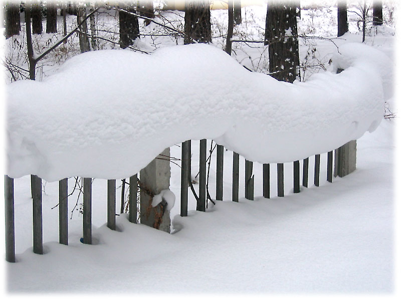 photo "The Fence" tags: landscape, forest, winter