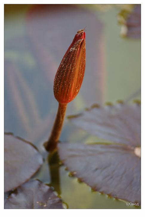 photo "Bud of a lily" tags: travel, nature, Asia, flowers