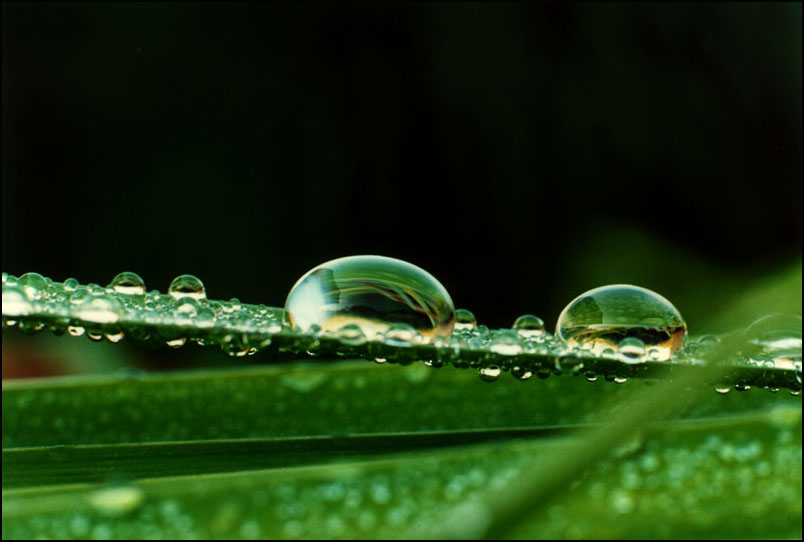 photo "After a downpour." tags: macro and close-up, nature, 