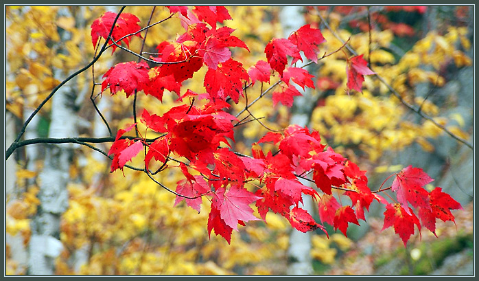 photo "Algonquin Park (2)" tags: landscape, autumn, forest