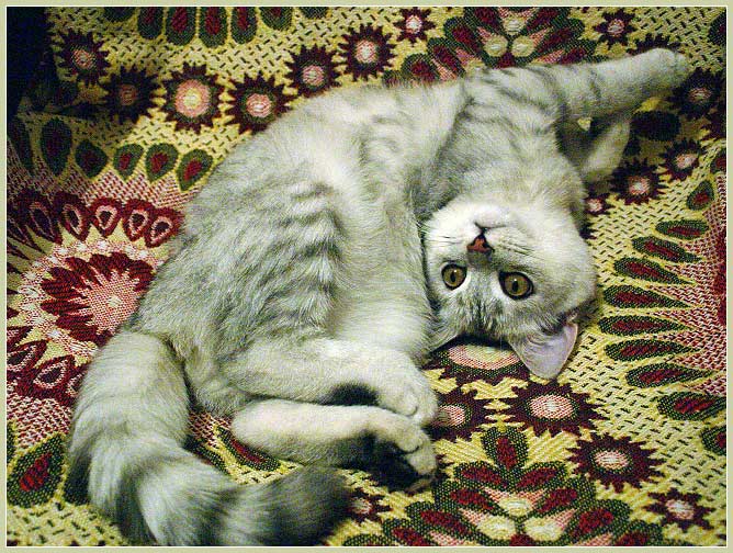 фото "А Вы так умеете?" метки: юмор, 