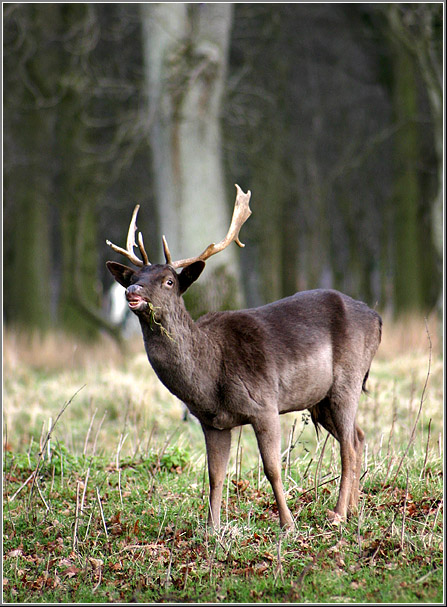 photo "Get lost!" tags: nature, wild animals