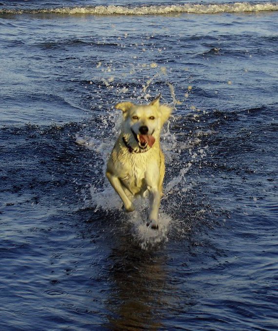 photo "Flying low.." tags: nature, landscape, pets/farm animals, water