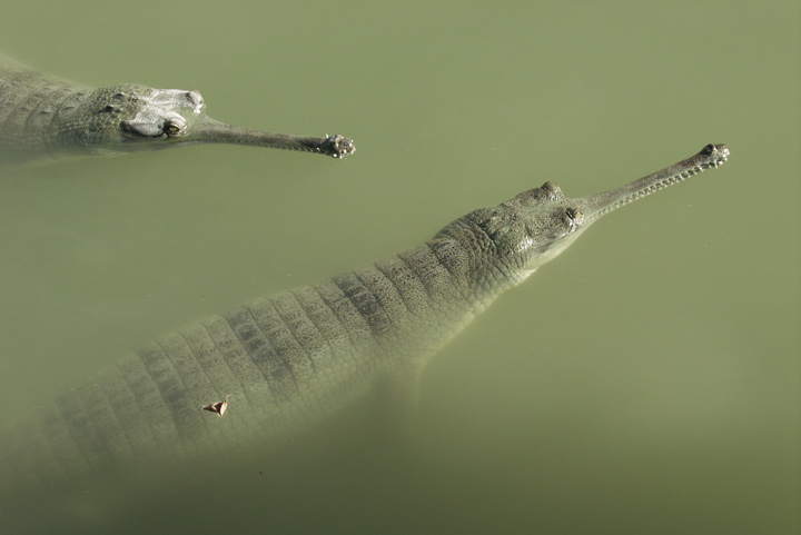 photo "Crocodiles" tags: nature, wild animals