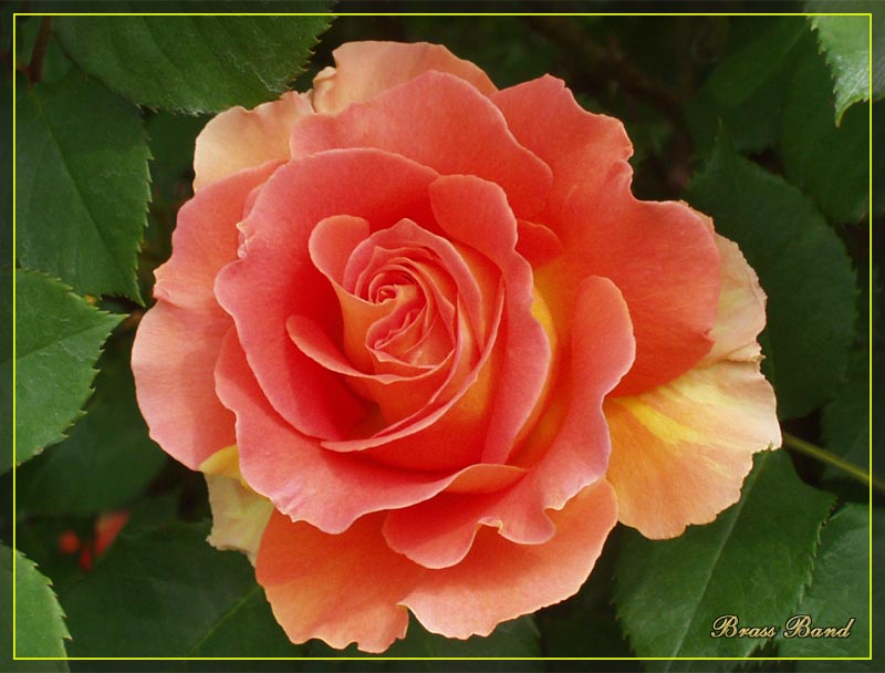 photo "Brass Band rose" tags: nature, macro and close-up, flowers