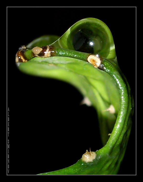 photo "Who I?!!" tags: macro and close-up, nature, flowers