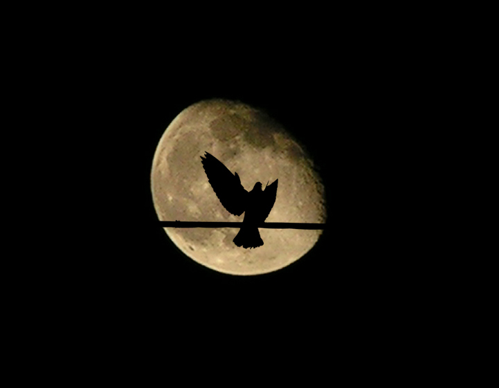 фото "Голубь на луне" метки: жанр, пейзаж, ночь