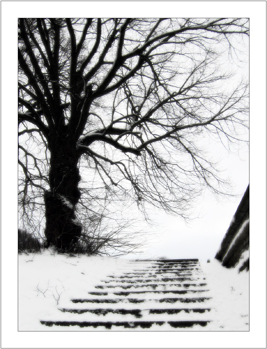 photo "Upward" tags: landscape, genre, winter