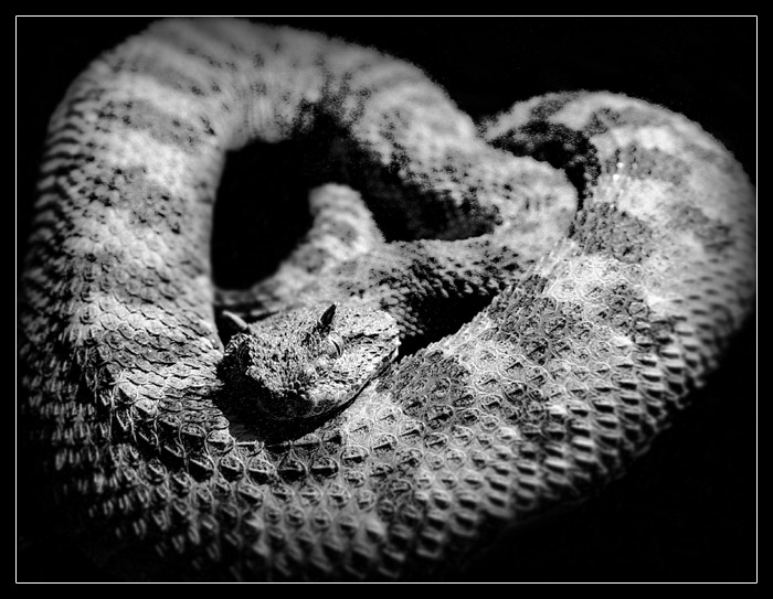 photo "Horned adder..." tags: nature, portrait, wild animals