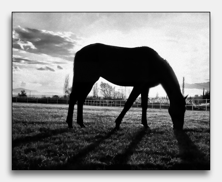 фото "lonely horse with sunset" метки: разное, 