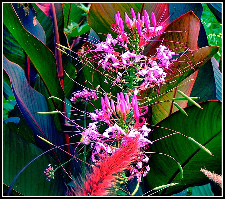 photo "Pink Bullets Ballet" tags: nature, flowers