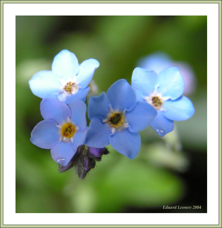 photo "Forget-Me-Not: Beauty In The Little" tags: nature, flowers