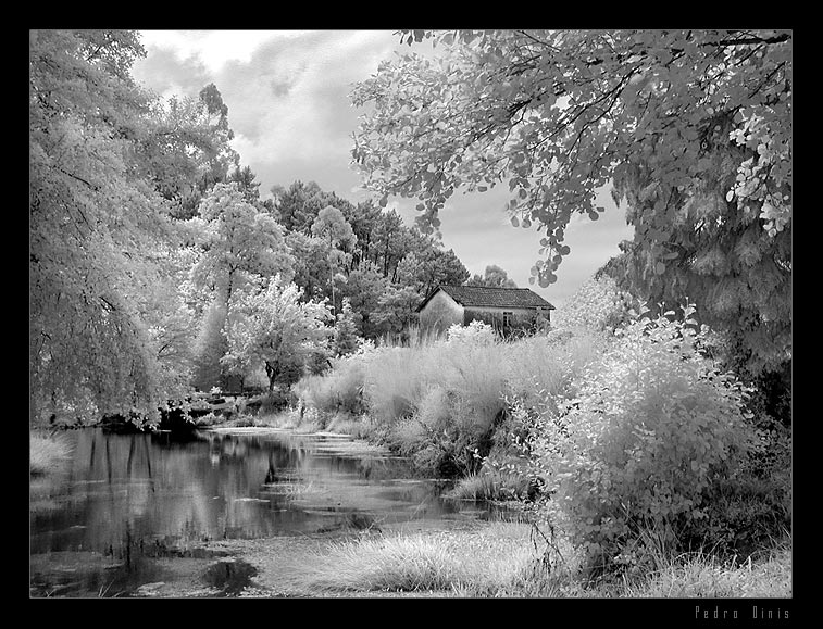 photo "Calmness" tags: landscape, black&white, forest