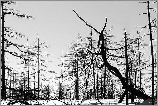 photo "Wood Dragon" tags: nature, landscape, forest