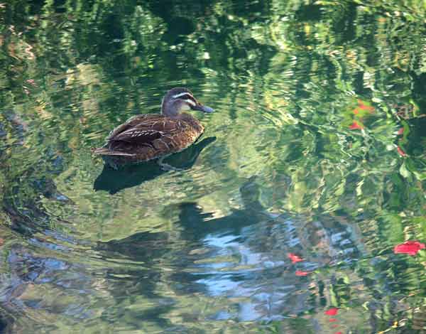 фото "KalaidaDuck" метки: разное, 