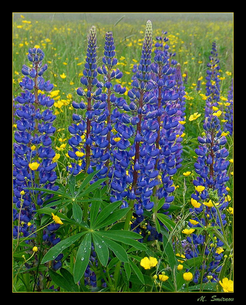 photo "Where you, summer..." tags: nature, landscape, flowers, summer