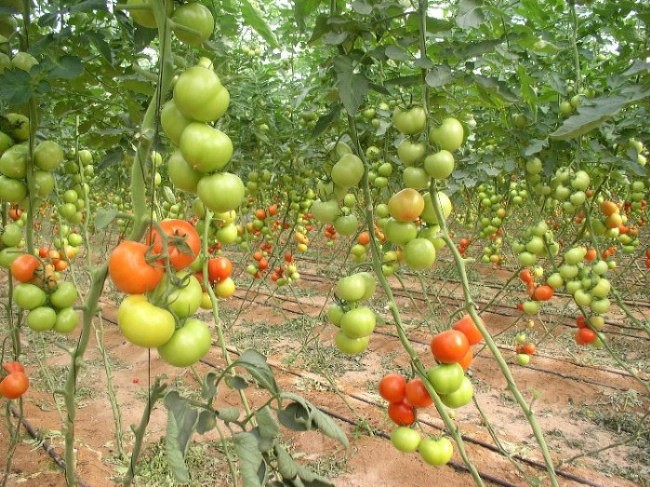 фото "More tomatoes" метки: разное, 