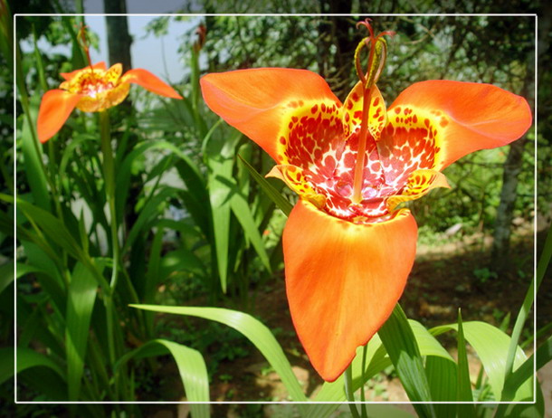 photo "A couple of flowers" tags: nature, travel, South America, flowers