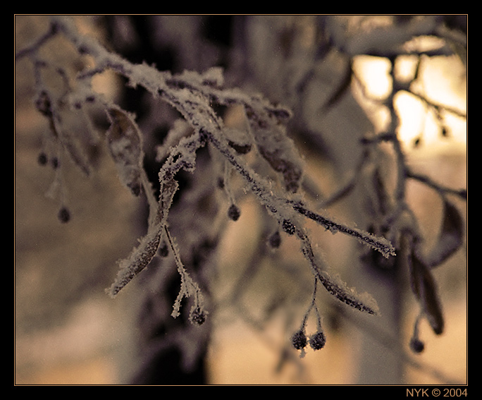 photo "Has frozen..." tags: nature, misc., 