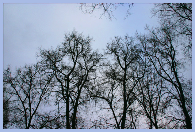 photo "Branches" tags: landscape, nature, forest