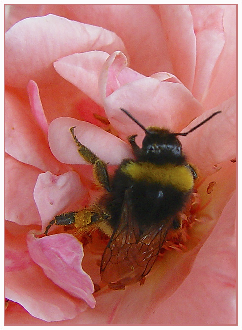 photo "Climbing in pink" tags: nature, macro and close-up, insect