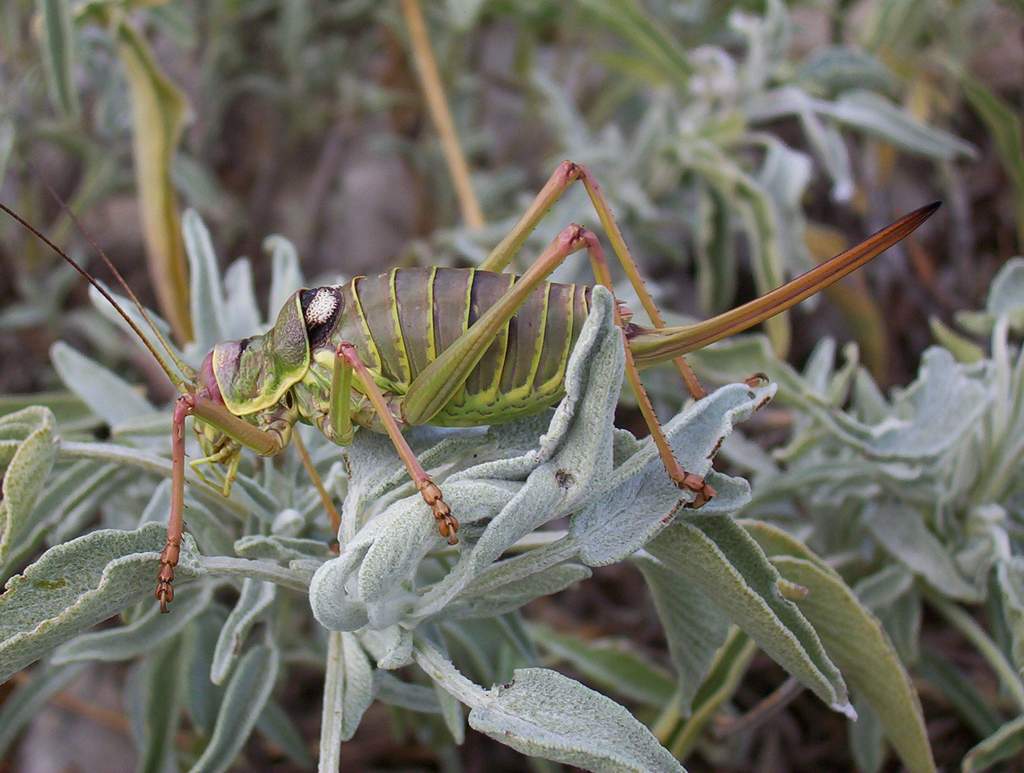 photo "Strange insect" tags: nature, insect