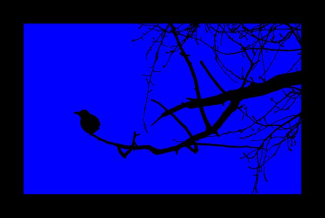 photo "black & blue" tags: montage, nature, 