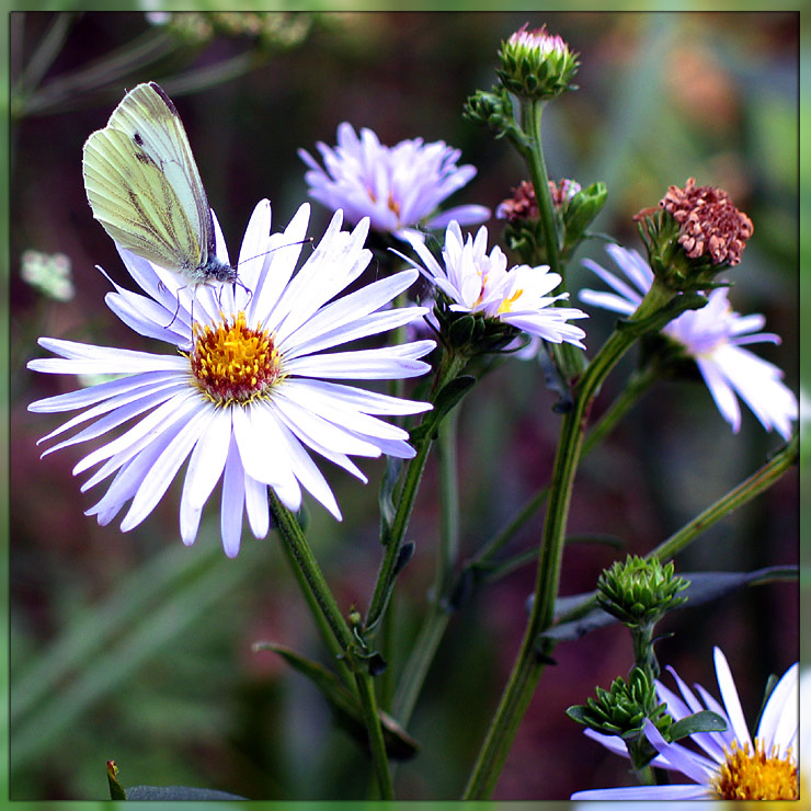 photo "Tell fortunes to me on a camomile :-)" tags: nature, macro and close-up, insect