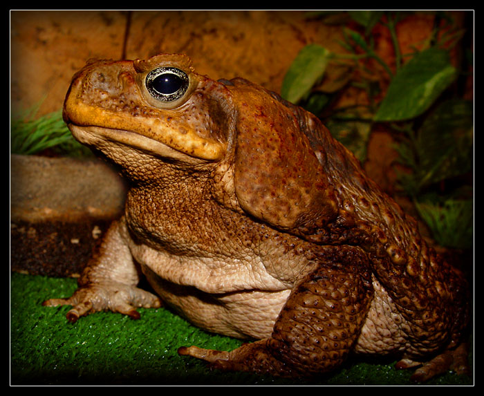 photo "And to have a meal have brought?... (the Toad Aha)" tags: nature, portrait, wild animals