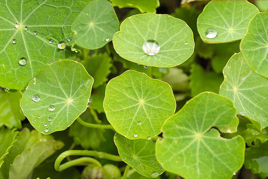 photo "green diamonds" tags: nature, flowers
