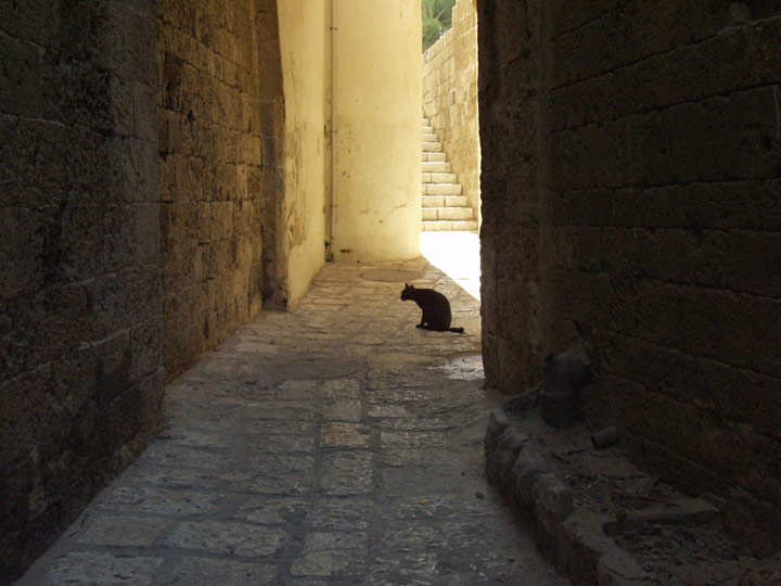 photo "watchcat" tags: nature, travel, Asia, pets/farm animals