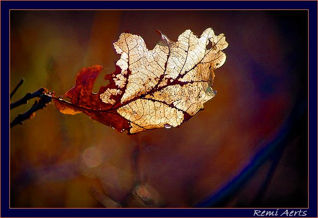 photo "last...." tags: nature, macro and close-up, flowers