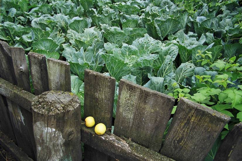 photo "and cabbage." tags: landscape, autumn