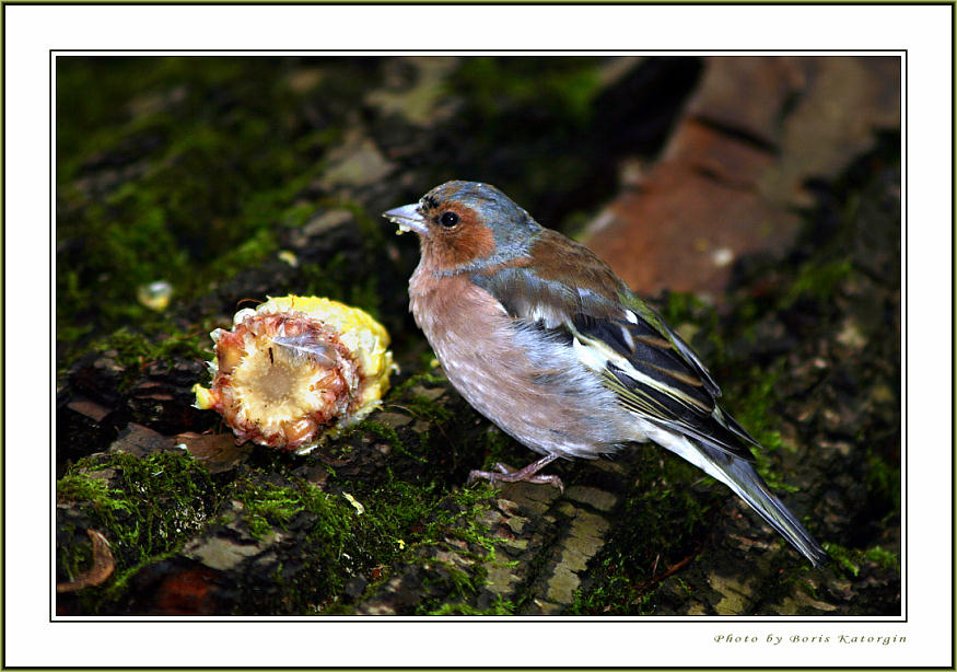 photo "Chaffinch" tags: nature, portrait, wild animals