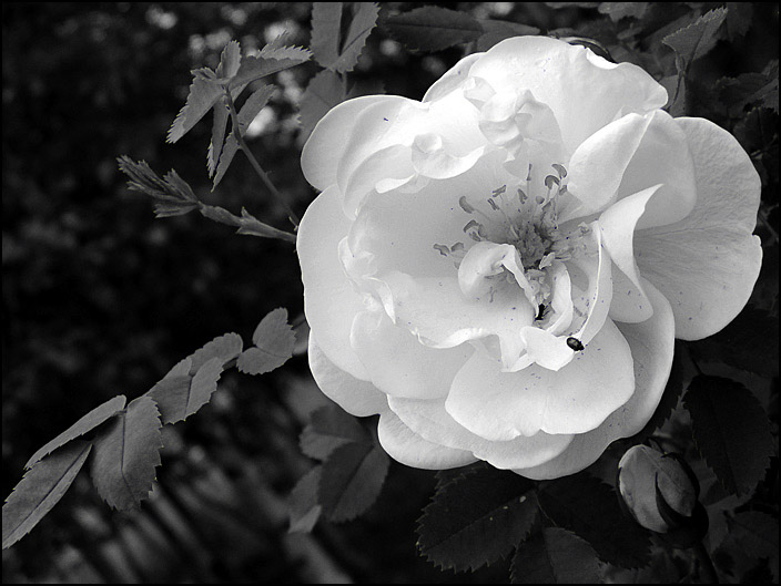 photo "***" tags: nature, black&white, flowers