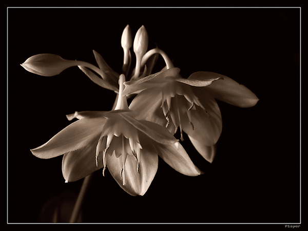 photo "Lily" tags: nature, black&white, flowers