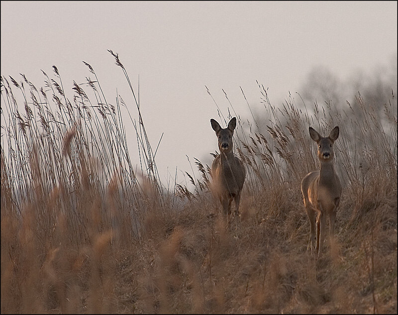 photo "Is it a gun or a canon :)" tags: nature, wild animals