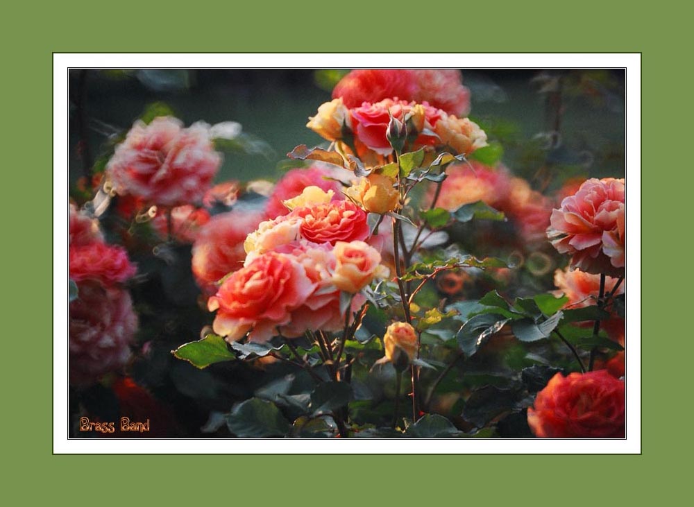 photo "Rose impression" tags: nature, landscape, flowers, spring