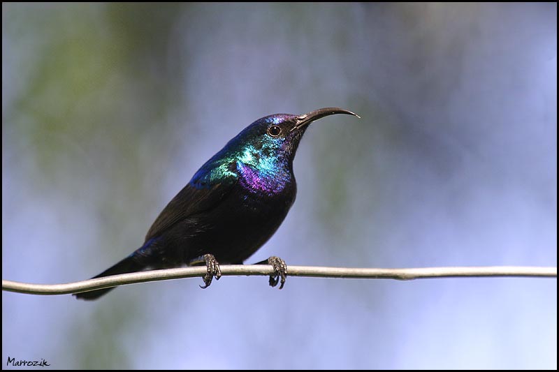 photo "Palestine Sunbird" tags: nature, wild animals