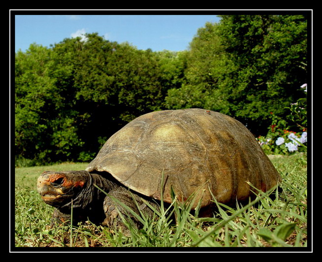 photo "Jaboti" tags: travel, nature, South America, wild animals