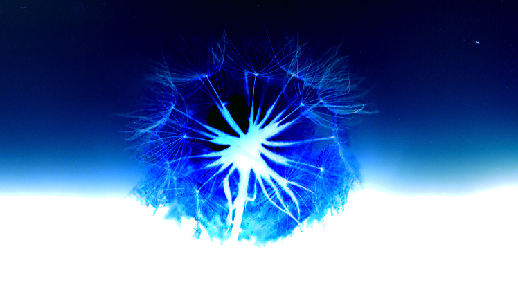 фото "Backlit In Blue" метки: природа, фотомонтаж, цветы