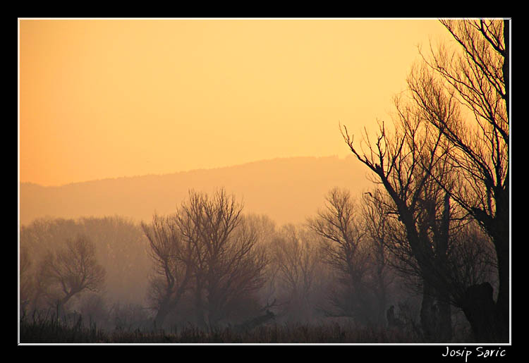 photo "Golden Morning" tags: landscape, nature, flowers, sunset