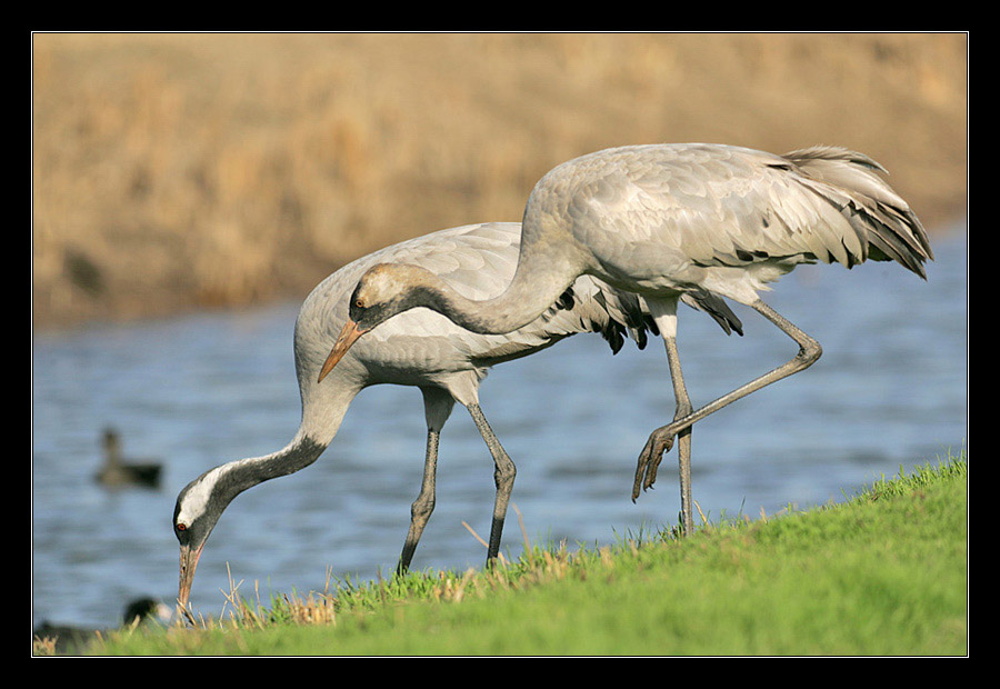 photo "Crane - Grus Grus" tags: nature, genre, wild animals