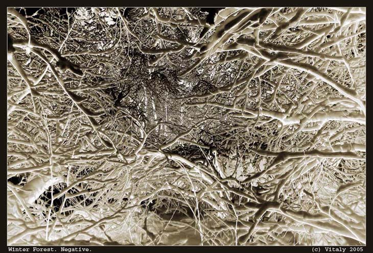 фото "Winter Forest" метки: черно-белые, абстракция, 