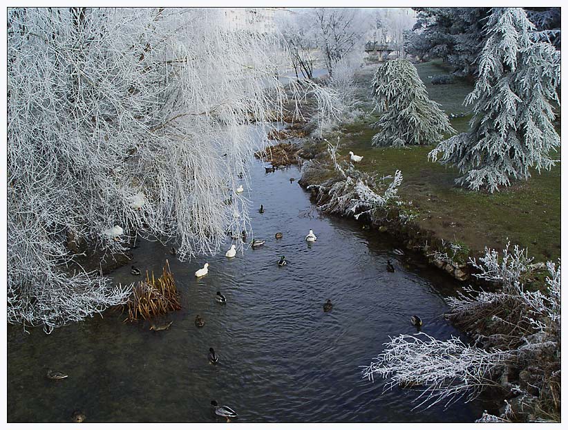 photo "The ducks` paradise" tags: landscape, nature, water, wild animals