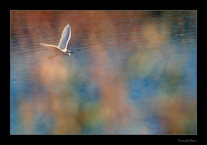 photo "A dream flight" tags: nature, genre, wild animals